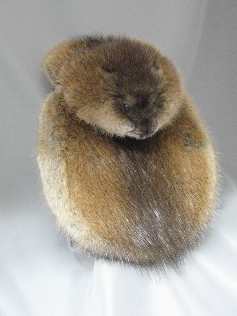 animal sporran